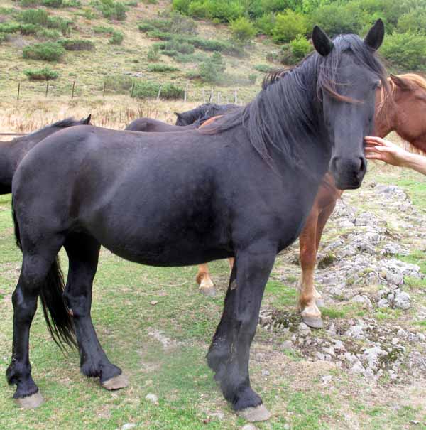 kalinka, cheval de merens